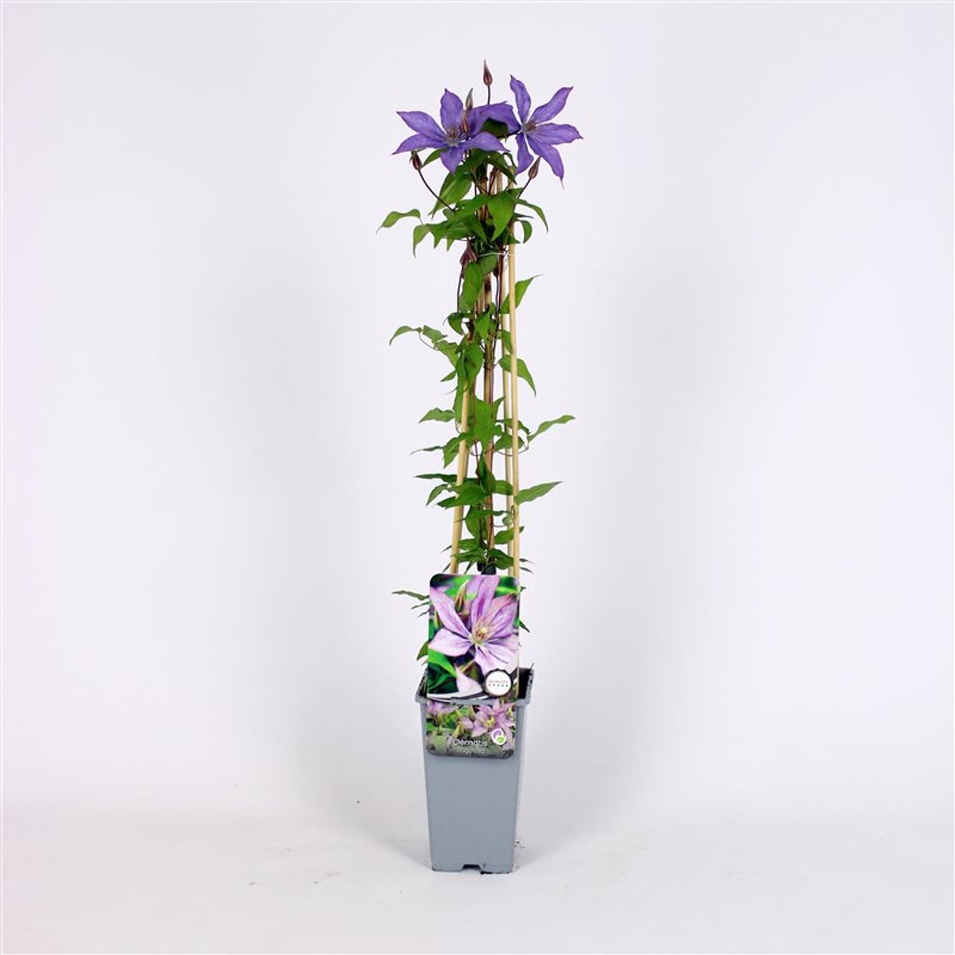 Klematis – Clematis 'Bagatelle' - C2 70/+ CM